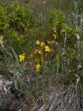 Hypericum linarioides