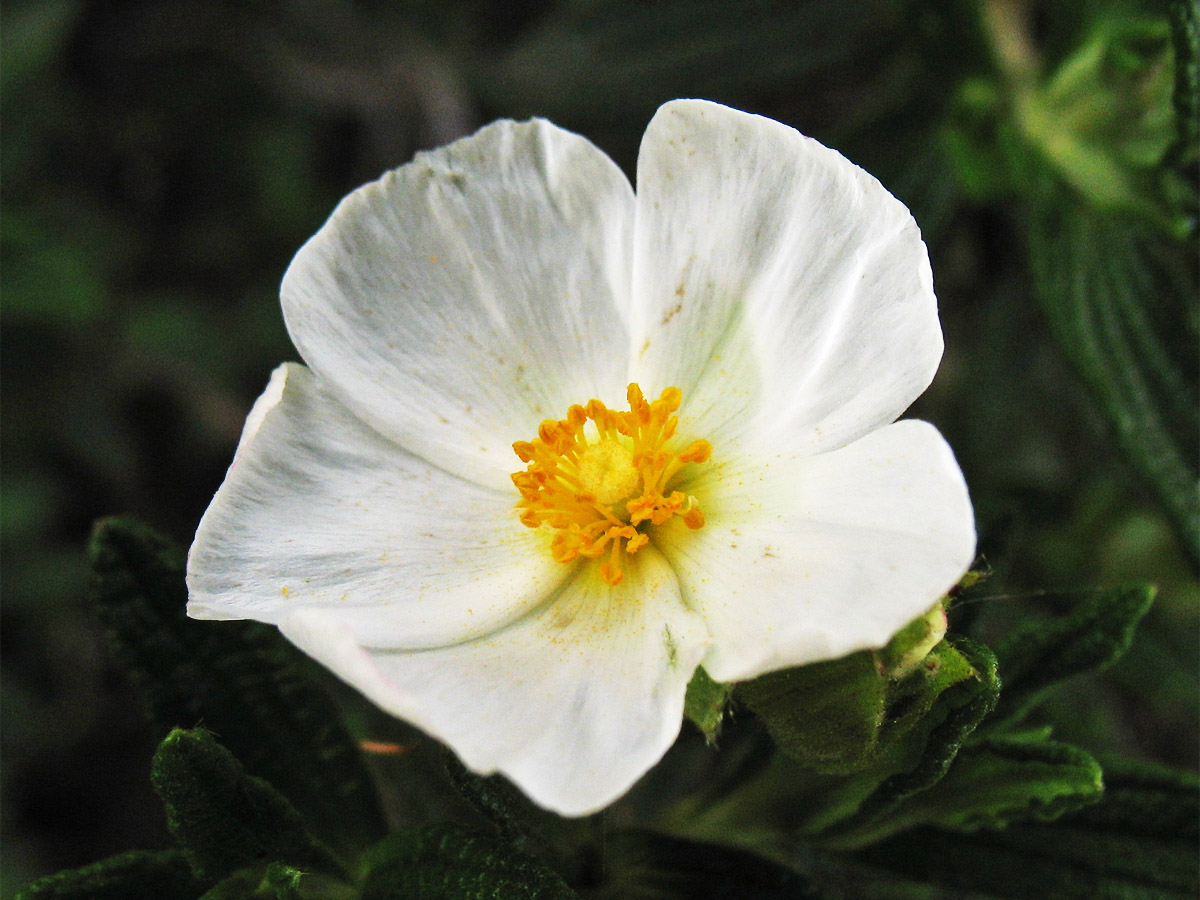 Изображение особи Cistus monspeliensis.