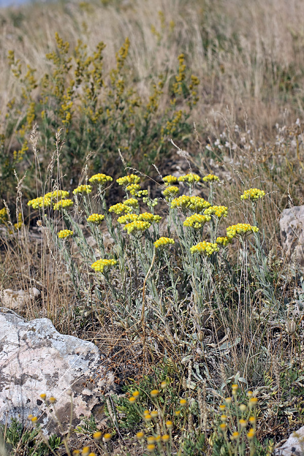 Изображение особи Helichrysum maracandicum.