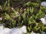 Lycopodium annotinum