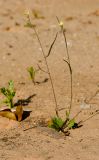 Brassica sisymbrioides