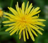 Crepis biennis