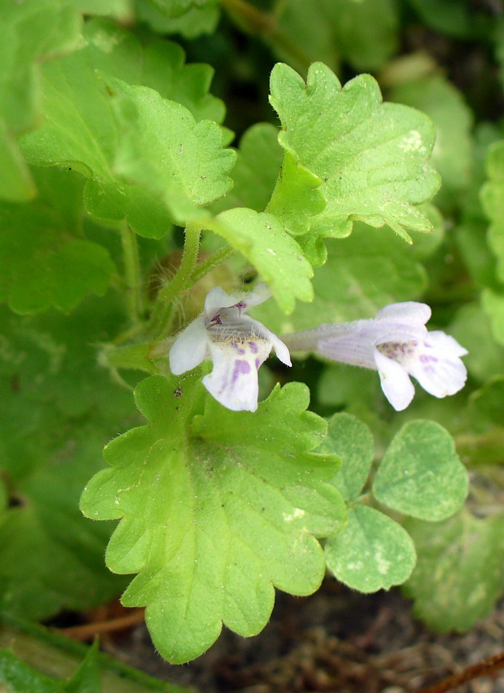 Изображение особи Glechoma hederacea.