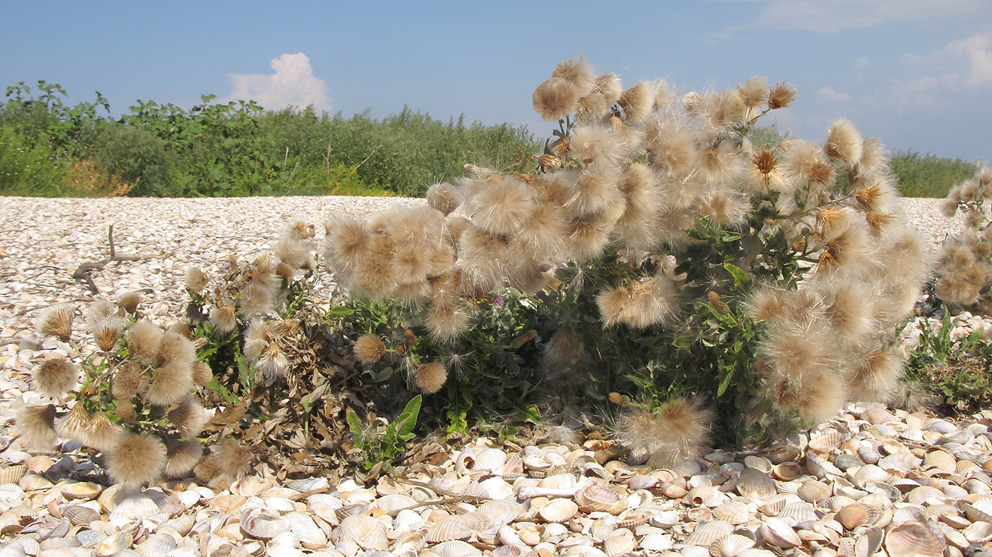 Изображение особи Cirsium incanum.