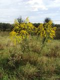 Solidago canadensis