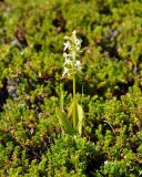 Platanthera bifolia. Цветущее растение. Соловецкие острова, остров Большой Заяцкий. 07.07.2014.