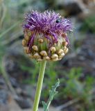 Stemmacantha uniflora. Отцветающее соцветие с кормящимся жуком. Иркутская обл., Ольхонский р-н, склон над базой \"Чара\". 26.06.2014.