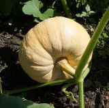 Cucurbita maxima