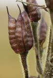Aconitum leucostomum. Нормально развитый плод-многолистовка. Алтай, Семинский перевал. 25.08.2009.
