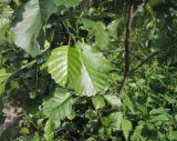 Alnus glutinosa