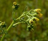 Senecio jacobaea. Раскрывающиеся соцветия. Южный Урал, Челябинская обл., левый берег р. Ай, степь над Малыми Притесами. 9 июля 2016 г.