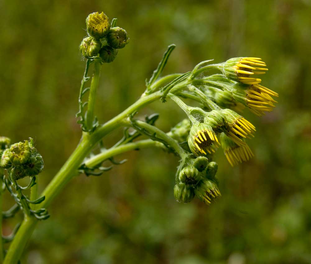 Изображение особи Senecio jacobaea.