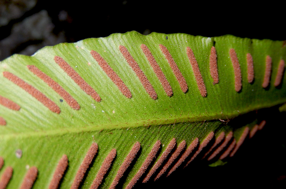 Изображение особи Phyllitis scolopendrium.