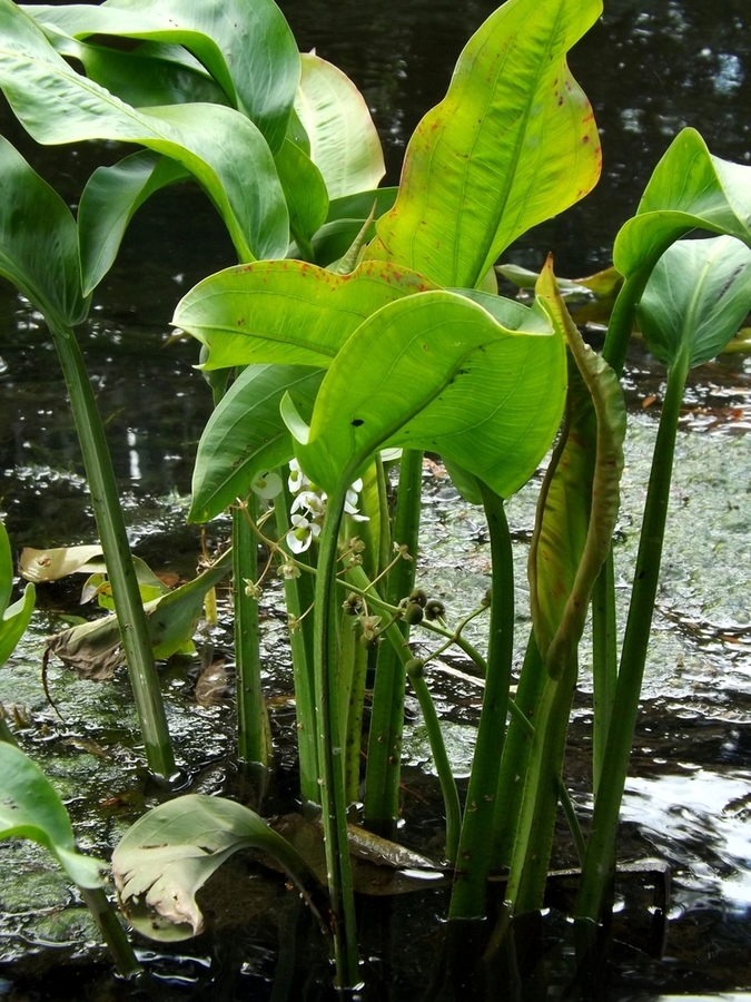 Изображение особи Sagittaria platyphylla.