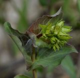 Hypericum montbretii