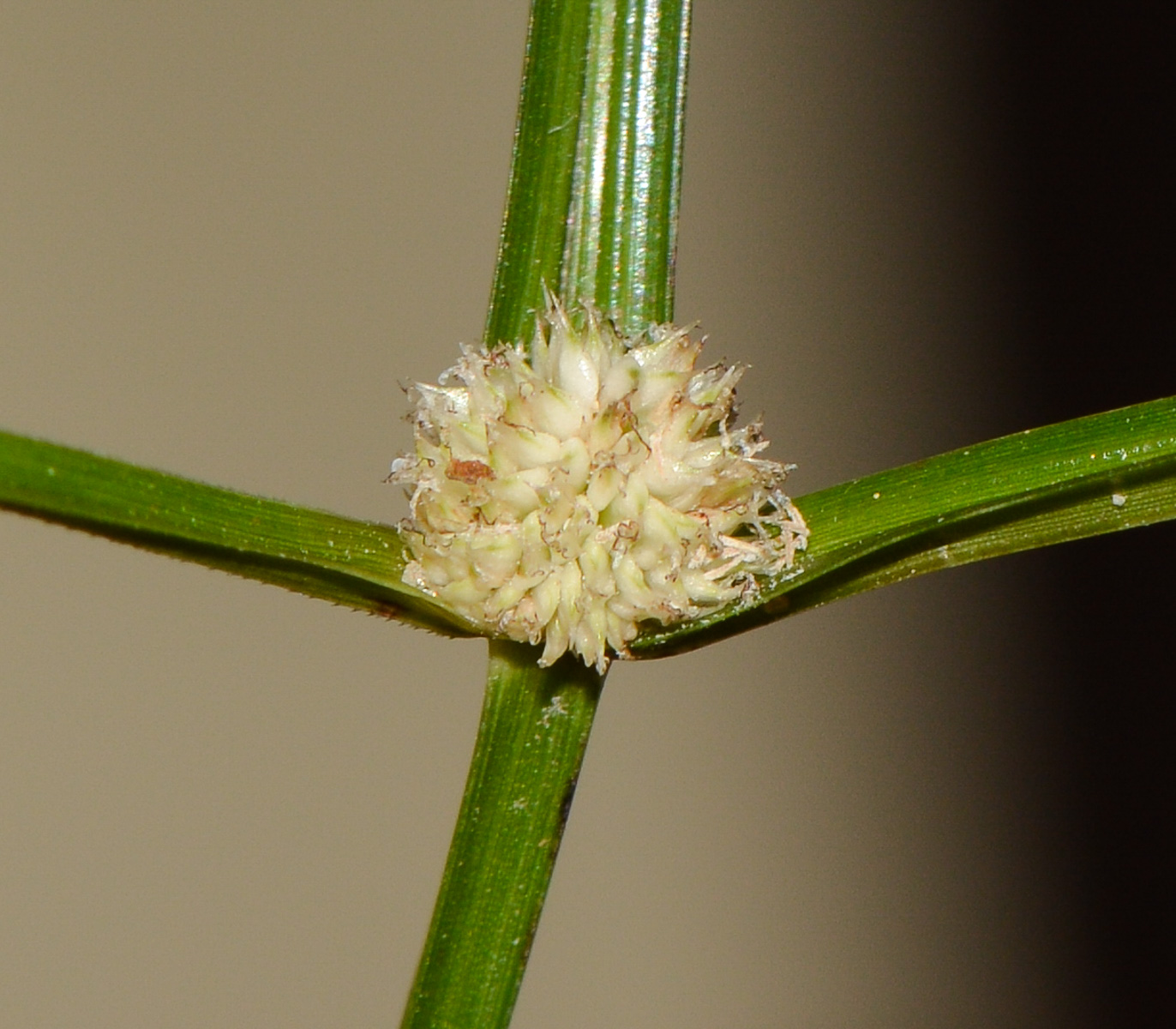 Image of Kyllinga nemoralis specimen.