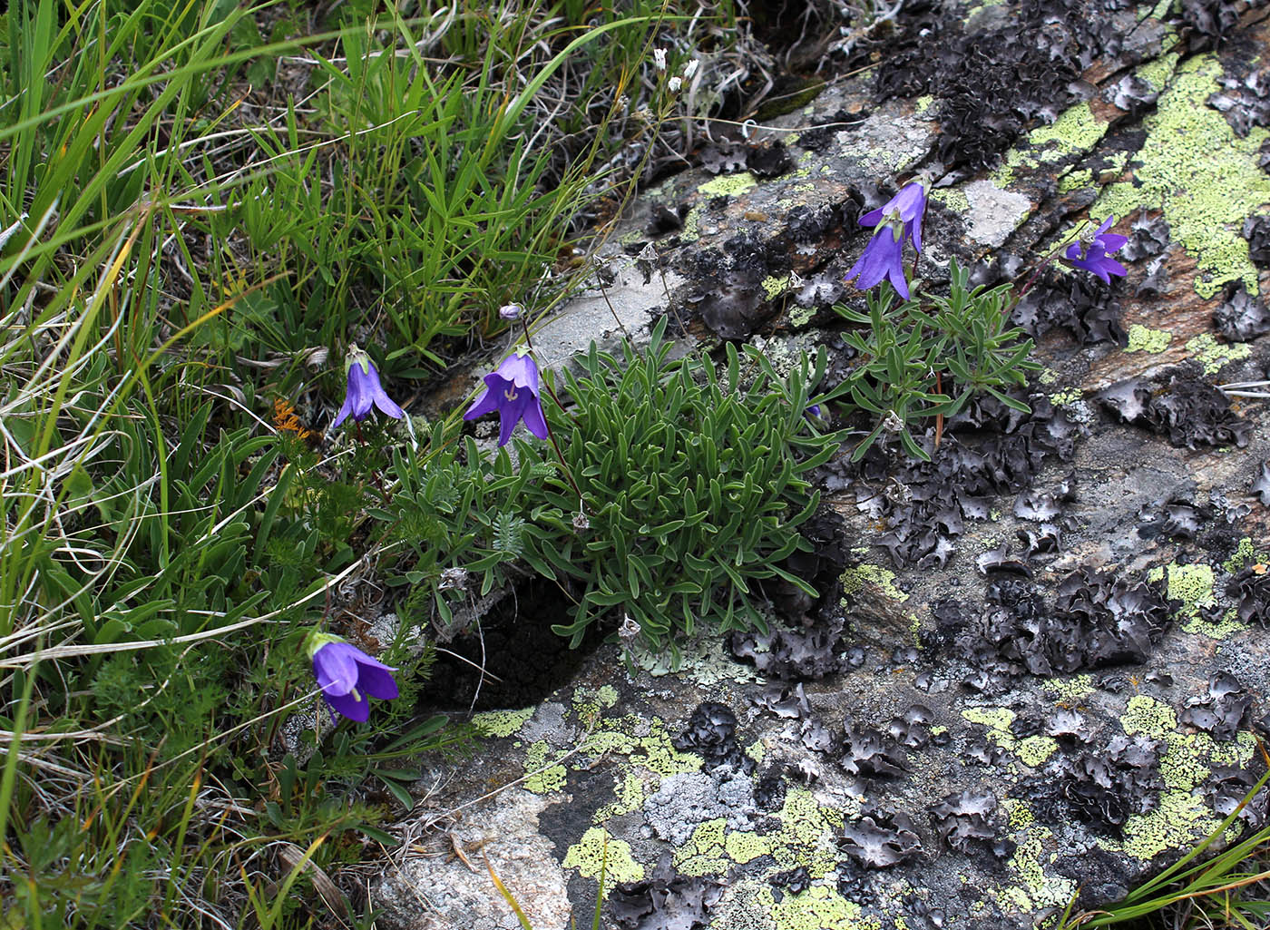 Изображение особи Campanula saxifraga.