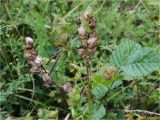 Rhinanthus serotinus