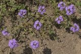 Thymus talijevii