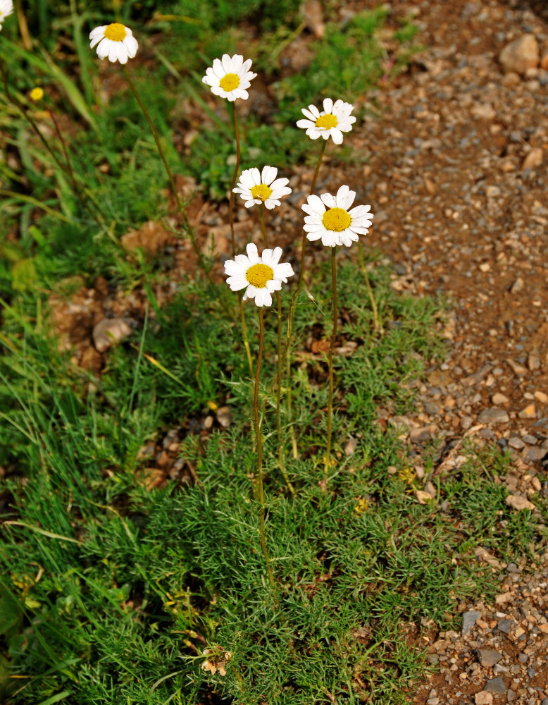 Изображение особи Tripleurospermum caucasicum.