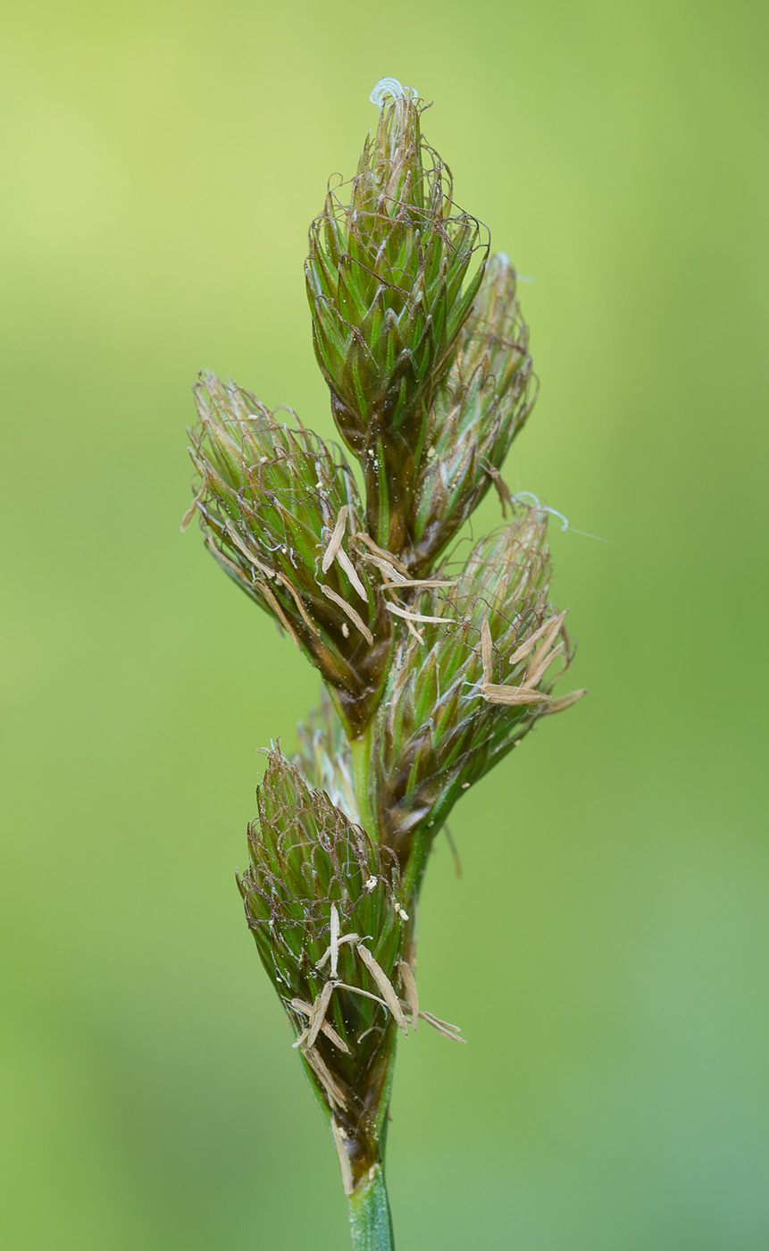 Изображение особи Carex leporina.