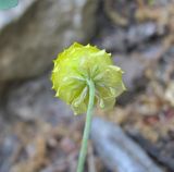 Trifolium campestre