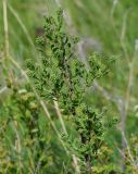 Spiraea crenata