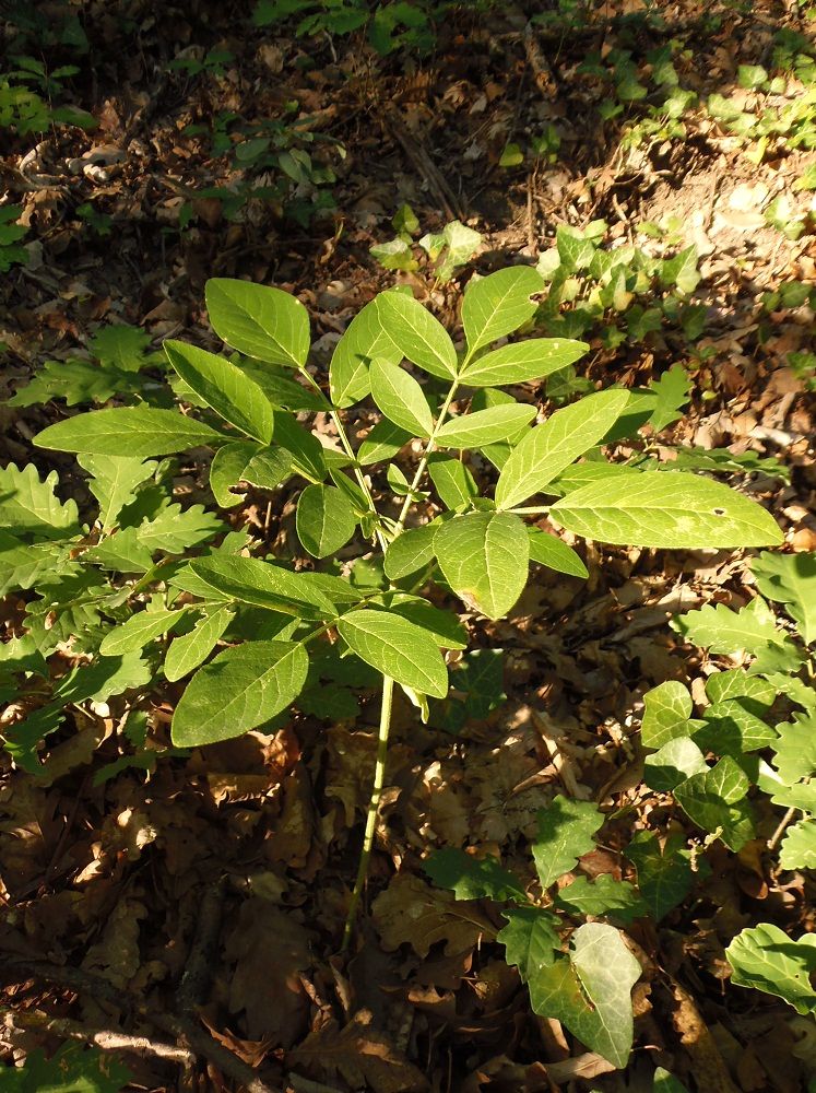 Изображение особи Dictamnus gymnostylis.