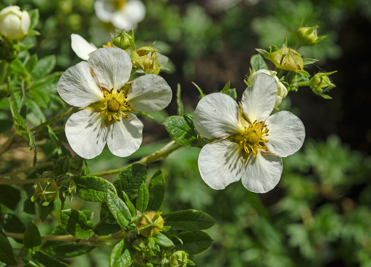 Изображение особи Dasiphora fruticosa.