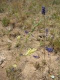 Delphinium albomarginatum