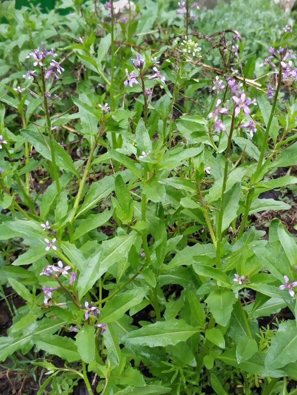 Изображение особи Chorispora tenella.