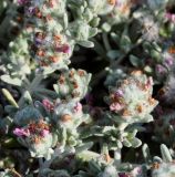 Teucrium micropodioides. Соцветия. Республика Кипр, окр. г. Лимасол (Λεμεσός), прибрежная фригана. 19.05.2019.