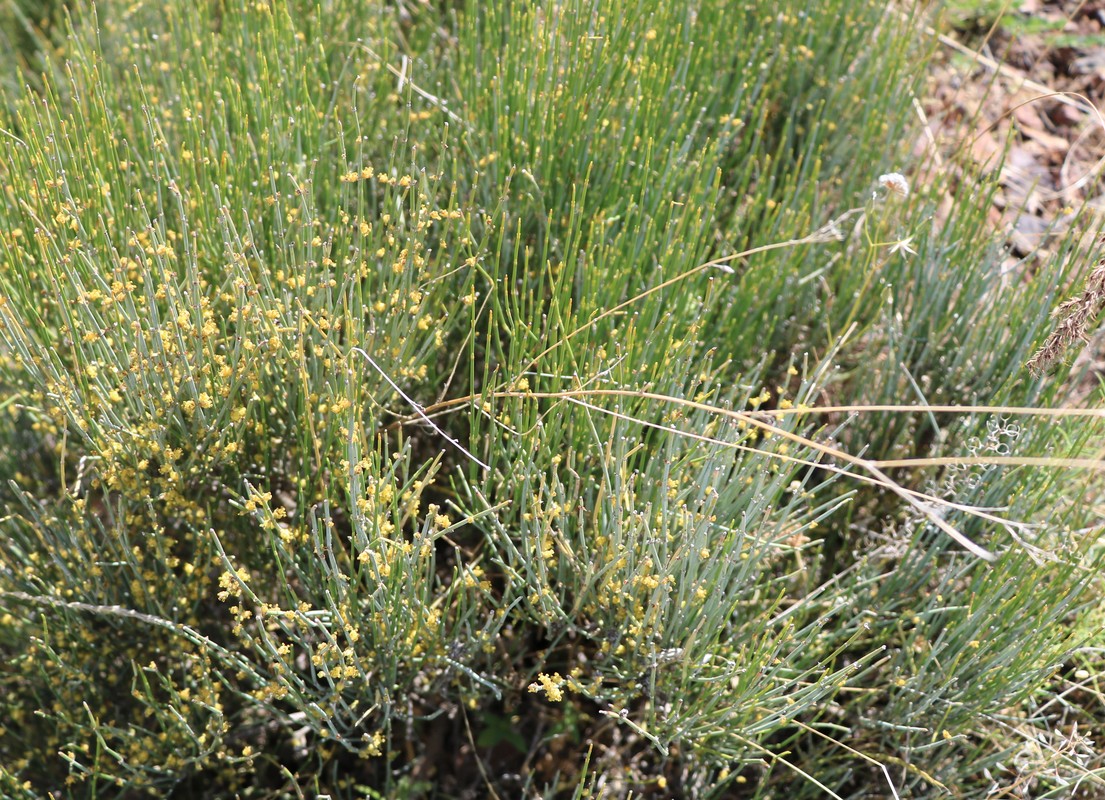 Image of Ephedra equisetina specimen.