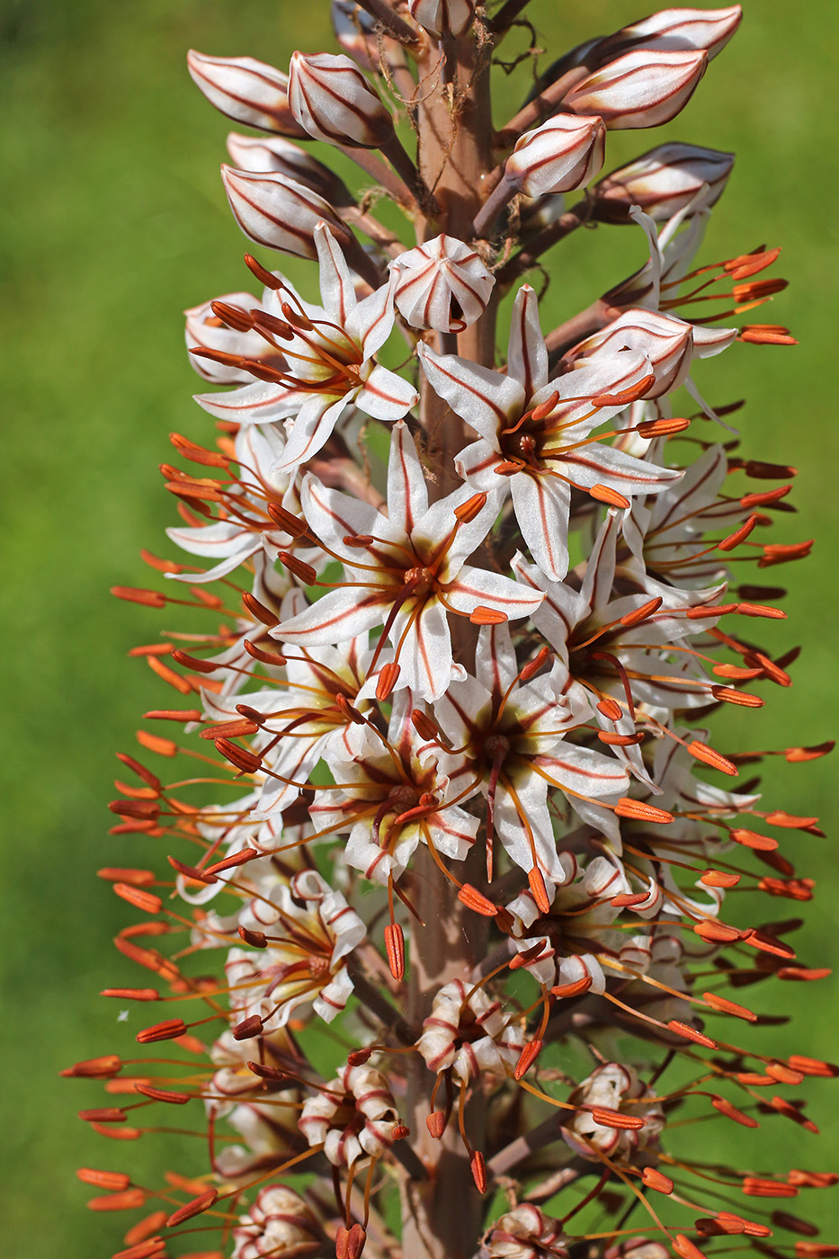 Изображение особи Eremurus regelii.