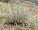 Artemisia taurica