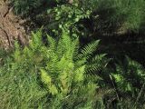 Oreopteris limbosperma. Спороносящие растения. Нидерланды, провинция Drenthe, национальный парк Dwingelderveld, дренажная канава в смешанном лесу. 18 июля 2010 г.