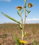 Inula caspica. Средняя часть растения. Краснодарский край, м/о город-курорт Анапа, окр. с. Витязево, Витязевская коса, закреплённые пески. 12.10.2019.