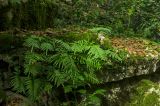 Polypodium cambricum. Растения на камне в моховой подушке. Краснодарский край, МО город-курорт Сочи, Хостинский р-н, долина р. Агура, ООПТ Агурские водопады, лес. 8 октября 2019 г.