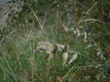 Astragalus semideserti