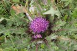 Cirsium esculentum