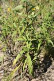 Hieracium umbellatum