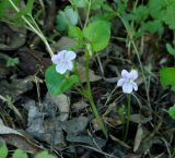 Viola sacchalinensis. Цветущее растение. Иркутская обл., Иркутский р-н, р. Иркут, о. Беляева, заросли кустарников. 11.05.2020.