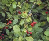 Berberis koreana