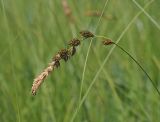 Carex disticha