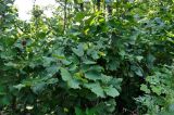 Corylus heterophylla