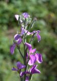 Matthiola incana