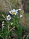 Tripleurospermum inodorum