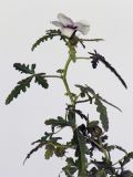 Hibiscus trionum