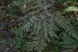 Pteridium pinetorum