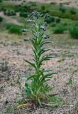 Cynoglossum officinale. Цветущее растение. Хакасия, Аскизский р-н, долина р. Аскиз, степь. 12.06.2022.